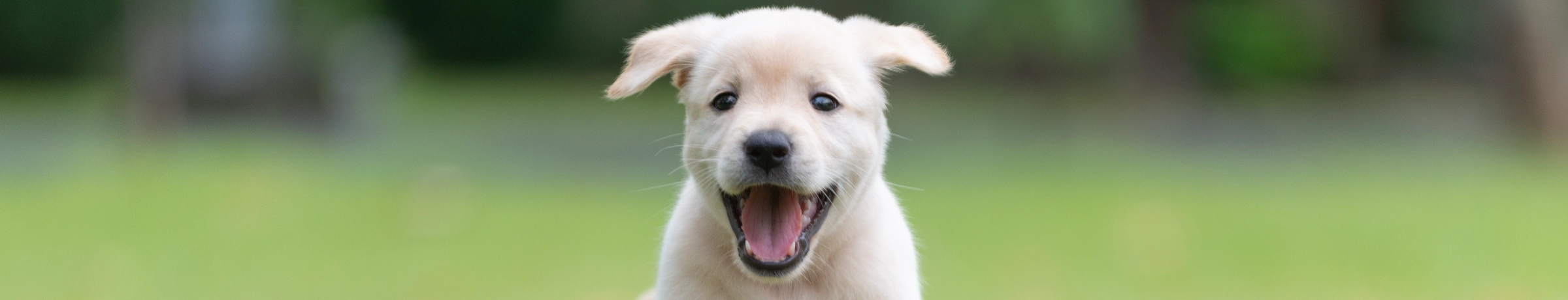 Image Gallery tec-nut.com for Jenny's Dog Breeders - Website Builder, Dog breeding programs, Pedigree breeding, Free Website, Easy Website, Puppies for sale, Company Website, New Company, Free website template, easy website, New Website, Simple Website